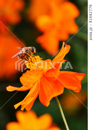 キバナコスモスとアブのアップ 81682776