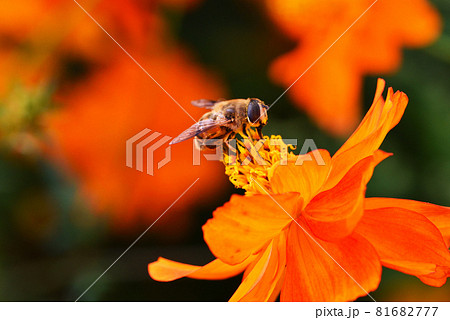 キバナコスモスとアブ キバナコスモスとアブ 81682777