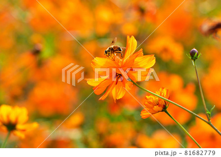キバナコスモスとアブ 81682779