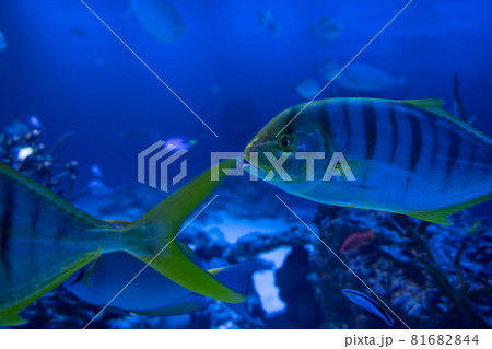 水中を泳ぐコガネシマアジ 水中を泳ぐコガネシマアジ 81682844