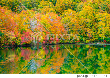 鎌池の紅葉 81682861