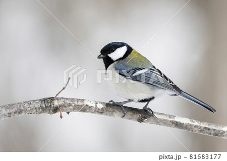 シジュウカラ　札幌市 81683177