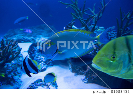 水中を泳ぐ魚の様子 水中を泳ぐ魚の様子 81683452