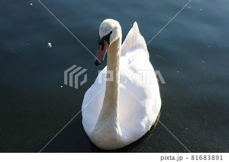 ロンドンの初秋の風景 81683891