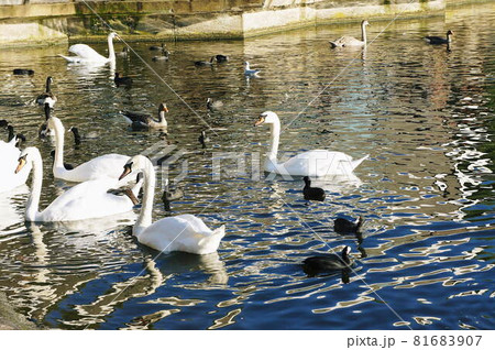 ロンドンの初秋の風景 81683907