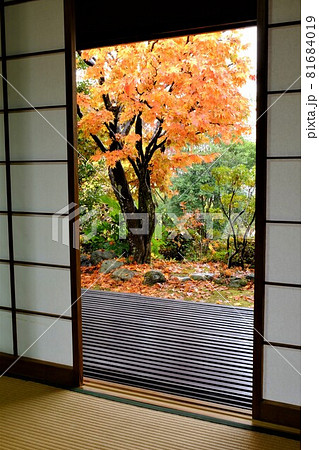 和室から雨の紅葉を眺める　【相模原市津久井　11月】 81684019
