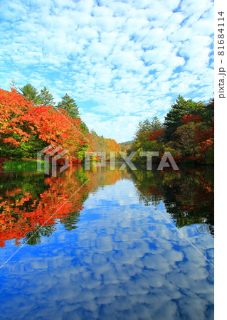 雲場池紅葉 81684114