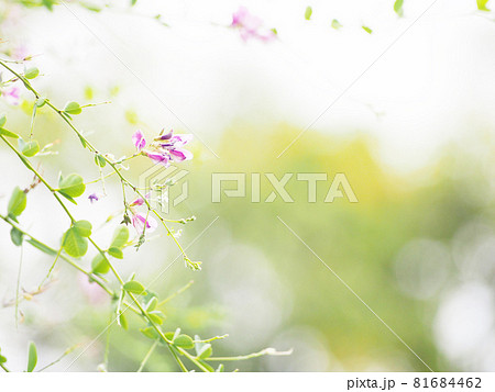 淡い萩の花 81684462