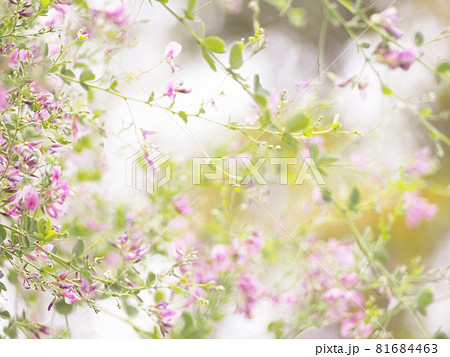 淡い萩の花 81684463