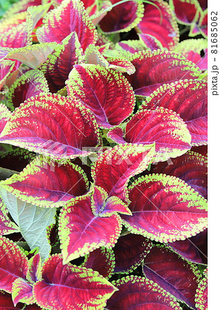 学校 ペンス コール 観葉 植物 赤い 葉っぱ 名前 過剰 スケルトン マネージャー