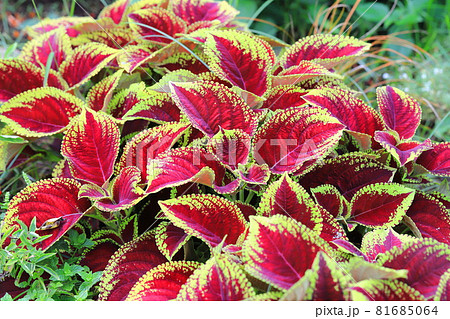 色鮮やかなコリウスの葉の写真素材