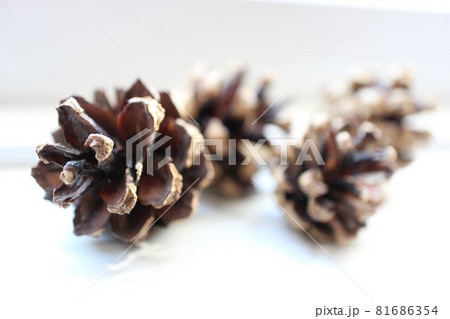 松ぼっくり 81686354