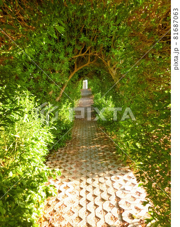 Walkway Lane Path With Green Trees And Bushes In Garden. Beautiful Alley In Park Walkway Lane Path With Green Trees And Bushes In Garden. Beautiful Alley In Park 81687063