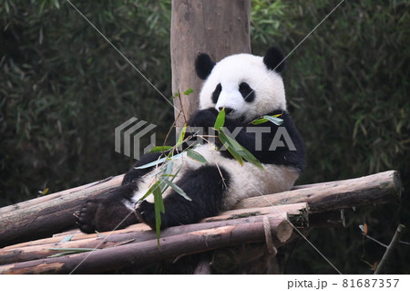 笹を食べる練習中のあかちゃんパンダ 81687357