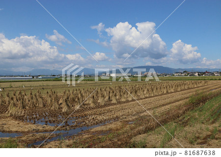 秋の風景 稲ワラ干し 秋の風景 稲ワラ干し 81687638