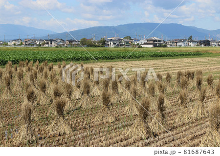 秋の風景 稲ワラ干し 秋の風景 稲ワラ干し 81687643