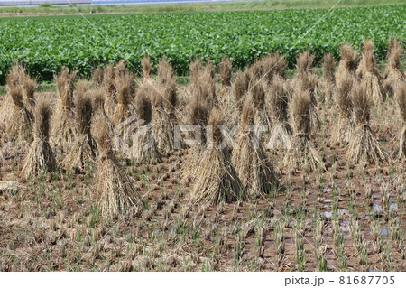 秋の風景 稲ワラ干し 秋の風景 稲ワラ干し 81687705