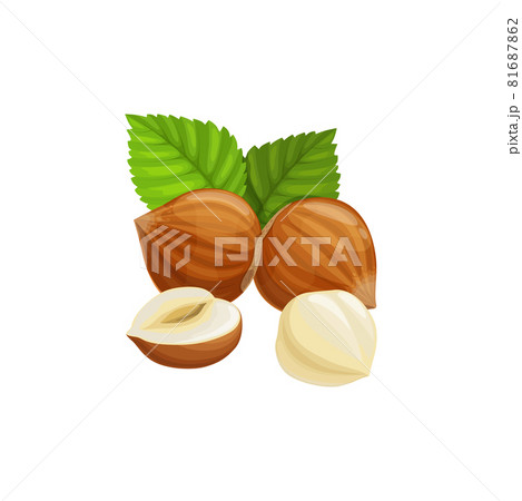 Filbert nut whole isolated hazelnut cobnut snack Filbert nut whole isolated hazelnut cobnut snack 81687862