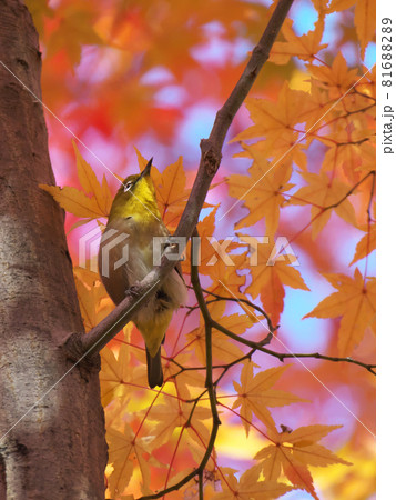 綺麗に紅葉したモミジの枝にとまるメジロ 縦位置 綺麗に紅葉したモミジの枝にとまるメジロ 縦位置 81688289