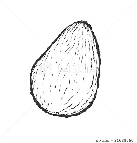 アボカドの手描き和風線画イラスト 81688560