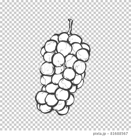 ブドウの和風手描き線画イラストのイラスト素材