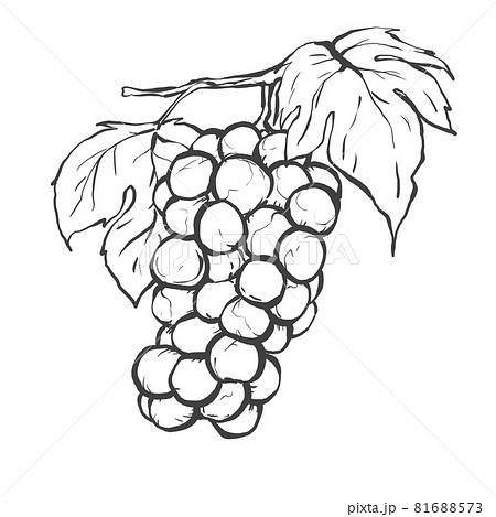 ブドウの和風手描き線画イラストのイラスト素材 [81688573] - PIXTA