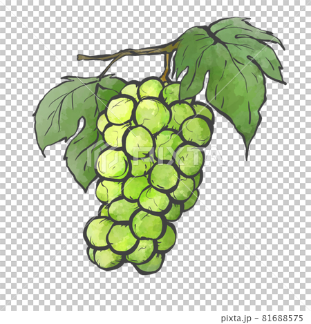 ブドウの和風手描き線画イラストのイラスト素材 ブドウの和風手描き線画イラストのイラスト素材