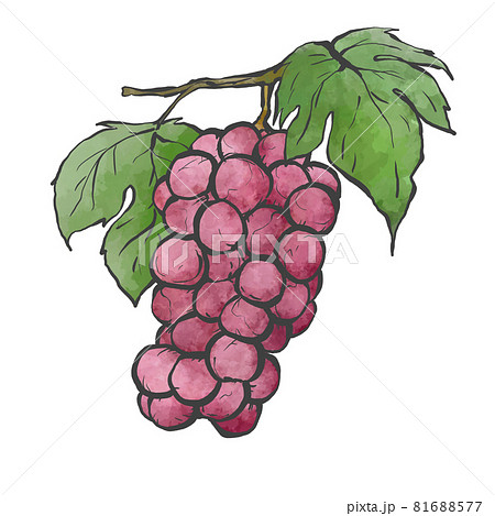 ブドウの和風手描き線画イラスト 81688577