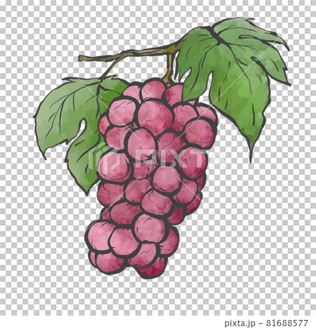Japanese style hand-drawn line drawing illustration of grapes 81688577