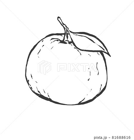 柚子の和風手描き線画イラスト 81688616