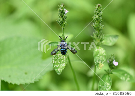 幸せを呼ぶ青い蜂（ブルービー）・ルリモンハナバチの写真素材 [81688666] - PIXTA