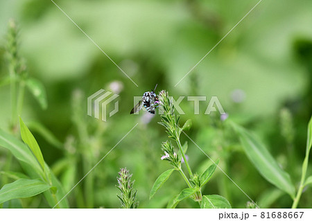 幸せを呼ぶ青い蜂（ブルービー）・ルリモンハナバチ 81688667