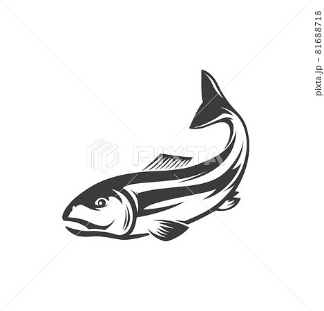 Atlantic salmon ray-finned fish, fishery sport 81688718