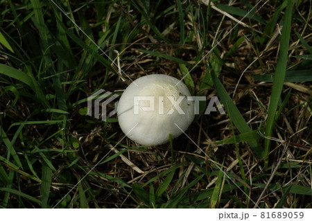 オニフスベの幼菌 81689059