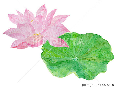 Nelumbo Nucifera ハスの花と葉の水彩イラストのイラスト素材