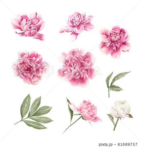 Set of delicate red and white peonies. Watercolor illustration Set of delicate red and white peonies. Watercolor illustration 81689737