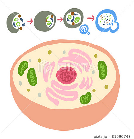 細胞とオートファジー 81690743