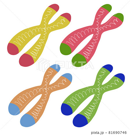 テロメアと染色体 テロメアと染色体 81690746