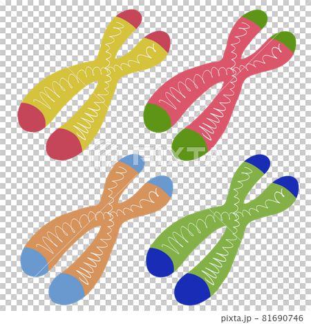 端粒和染色體 81690746