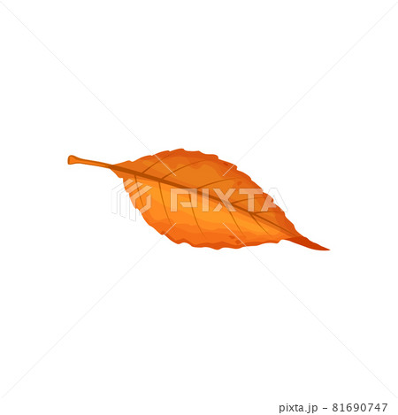 Autumn leaf, fall trees foliage of forest leaves 81690747