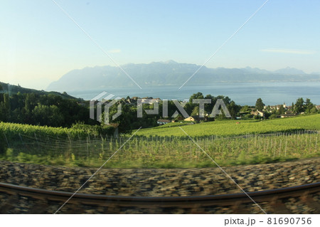 スイス 鶏冠 とさか 81690756