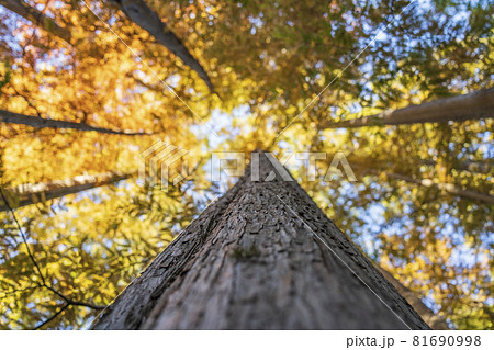 真下から見上げた秋のメタセコイアの木 81690998