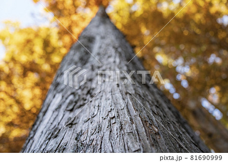 秋のメタセコイア 木の幹のクローズアップ 秋のメタセコイア 木の幹のクローズアップ 81690999
