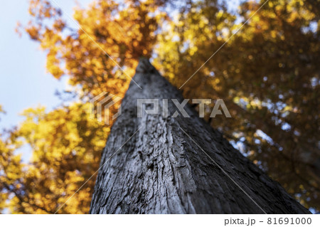 秋のメタセコイア　クローズアップ 81691000