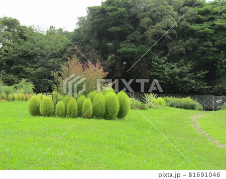 もう直ぐ色付くコキア もう直ぐ色付くコキア 81691046