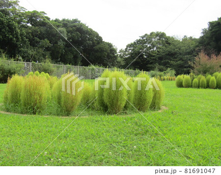 もう直ぐ色付くコキア もう直ぐ色付くコキア 81691047