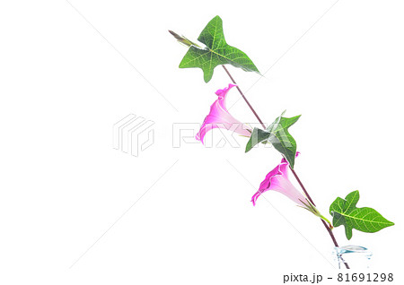 可愛いアサガオが二輪 白バック 可愛いアサガオが二輪 白バック 81691298