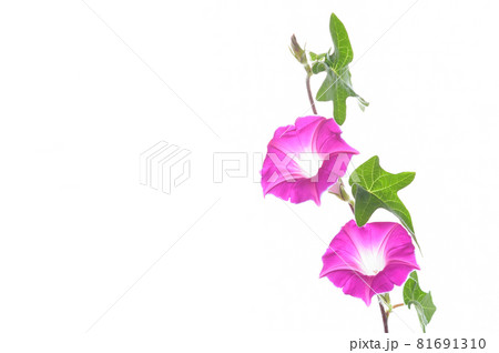 可愛いアサガオが二輪　白バック 81691310