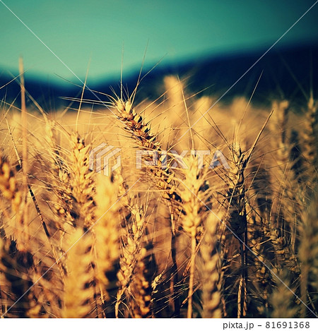 Beautiful detail of corn grown on field. Background and concept for agriculture and nature. Beautiful detail of corn grown on field. Background and concept for agriculture and nature. 81691368