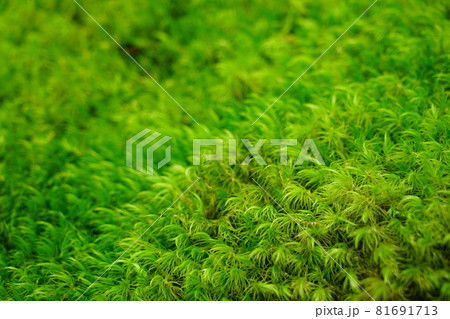石川県小松市苔の里にある一面のオオシッポゴケ 石川県小松市苔の里にある一面のオオシッポゴケ 81691713